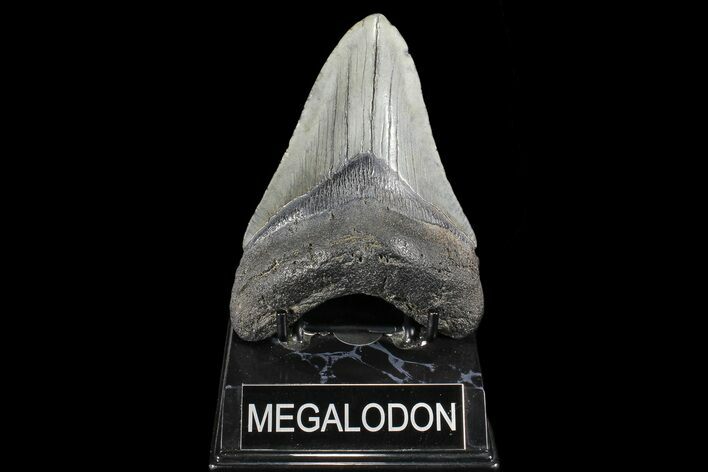Large, Fossil Megalodon Tooth #93510
